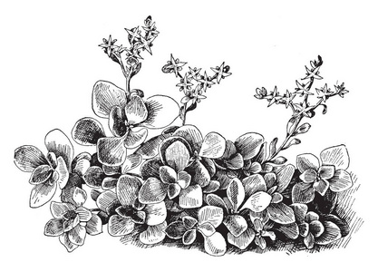 一张图片显示了三叶草开花植物。 它也被称为林地匍匐茎，属于Sedum。 它的花是白色的星星形状的复古线绘图或雕刻插图。