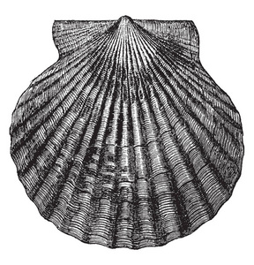 大西洋湾扇贝是大西洋海岸常见的扇贝，复古线绘图或雕刻插图。
