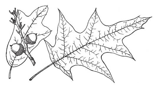一张图片，显示西班牙橡树的枝条，也被称为栎树，是天真的美国东海岸的复古线绘图或雕刻插图。