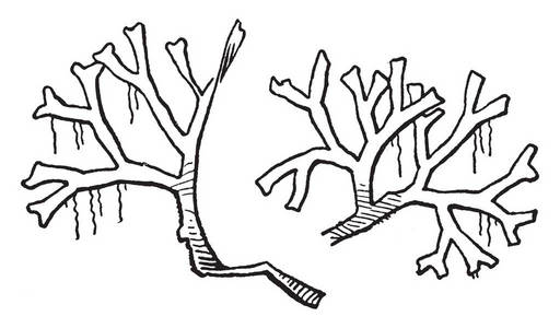 这张图片显示的是Riccia意味着不同的枝条是从一个分支的树木复古线绘图或雕刻插图。