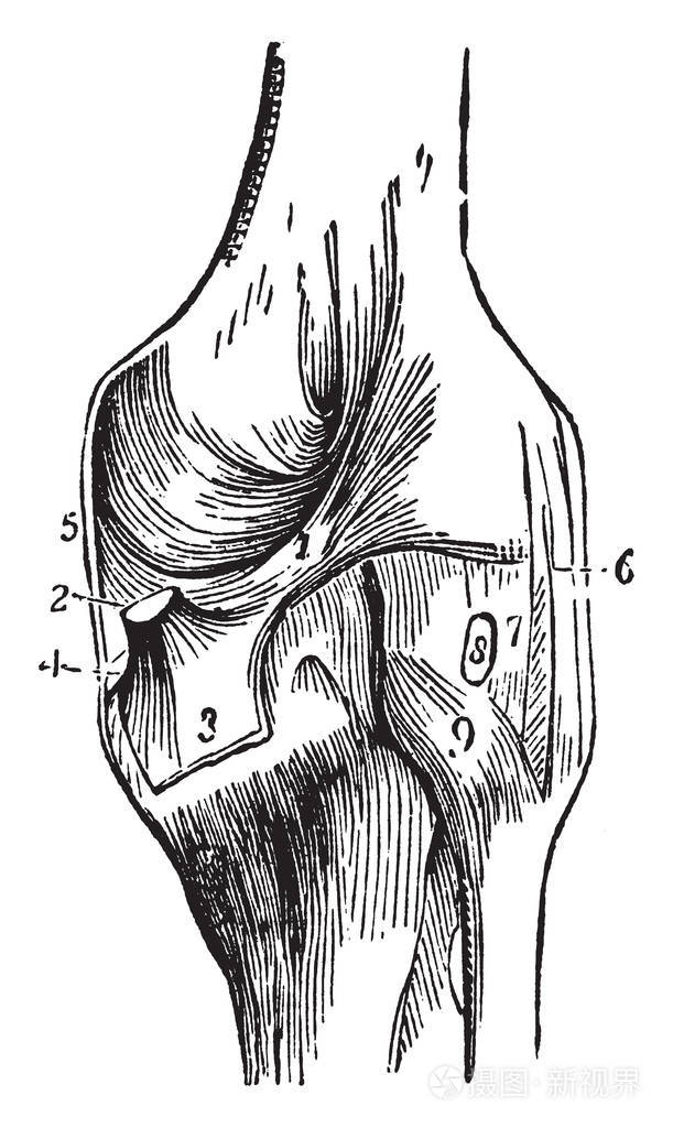 此插图表示膝关节复古线绘图或雕刻插图