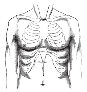 正常胸部的表面和心脏钝度的轮廓向胸骨左侧的复古线绘图或雕刻插图。