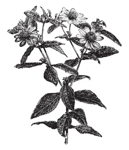 这张照片显示了蒙托诺阿摩利西马的开花枝，花朵在8月至10月开花，复古线绘制或雕刻插图。