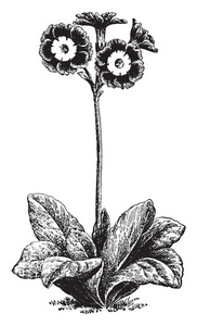 生长在顶茎上的四朵花是非常长和苗条的。 叶子的茎较少。 花卉圆形和金色复古线绘图或雕刻插图。