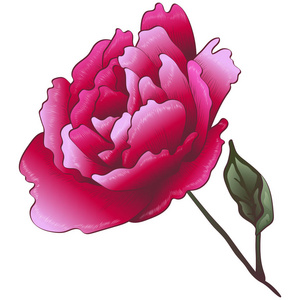 野花红玫瑰花以矢量风格孤立。 矢量花为背景纹理包装图案框架或边框。