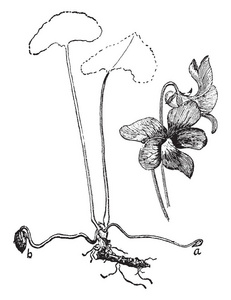 显示了一个除虫菊的粉红