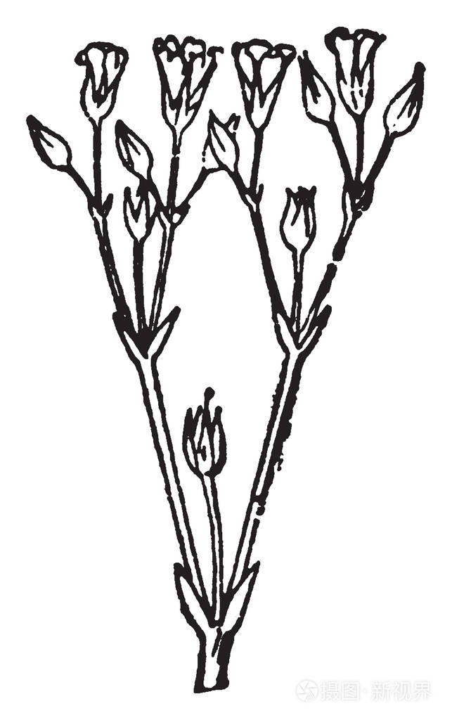 插画 鸡杂草是药用和食用植物.