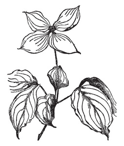 白底水果小图图片-白底水果小图素材-白底水果小图插画-摄图新视界