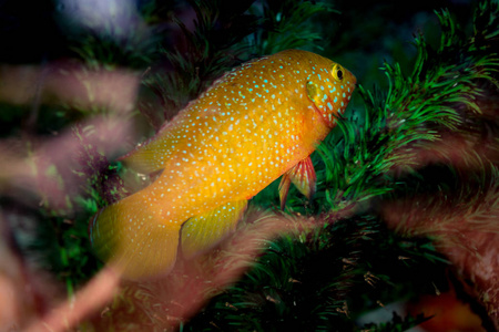 美丽多彩的鱼在水族馆的环境中游泳