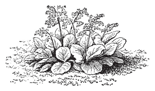  a genus of mainly large herbs, vintage line drawing or engravin