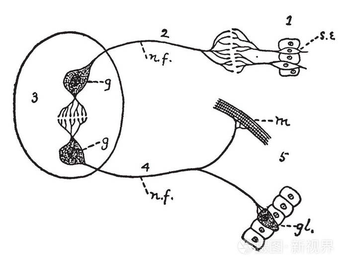 个复杂的神经和细胞网络携带信息进出大脑和脊髓复古线绘图或雕刻插图