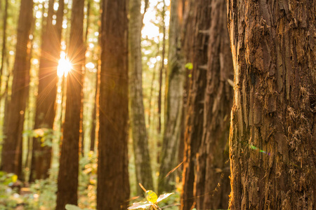 清晨阳光照射在加利福尼亚红杉林中的树木之间