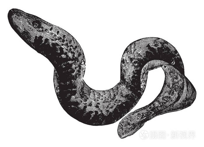 欧洲的灯灰色是黄色的上面有棕色的复古线条画或雕刻插图