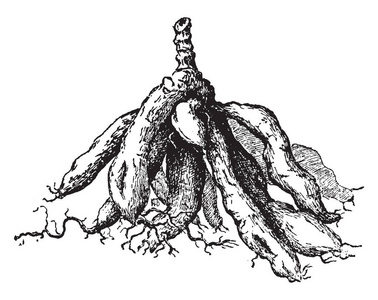 这是花园大丽花的簇生根. 这是可食用的块茎,复古线绘图或雕刻插技.