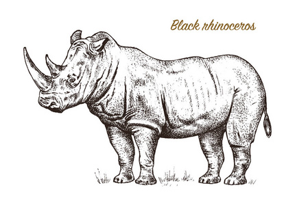 非洲犀牛野生动物在白色背景。雕刻手工画线艺术复古旧单色素描, 墨水。标签的矢量插图。safari 符号