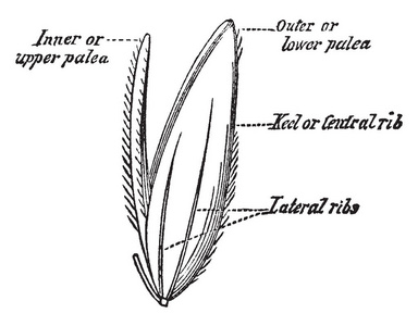 一张图片，显示sprar草籽，它开始生长复古线绘图或雕刻插图。