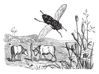 牛蝇图片-牛蝇素材-牛蝇插画-摄图新视界