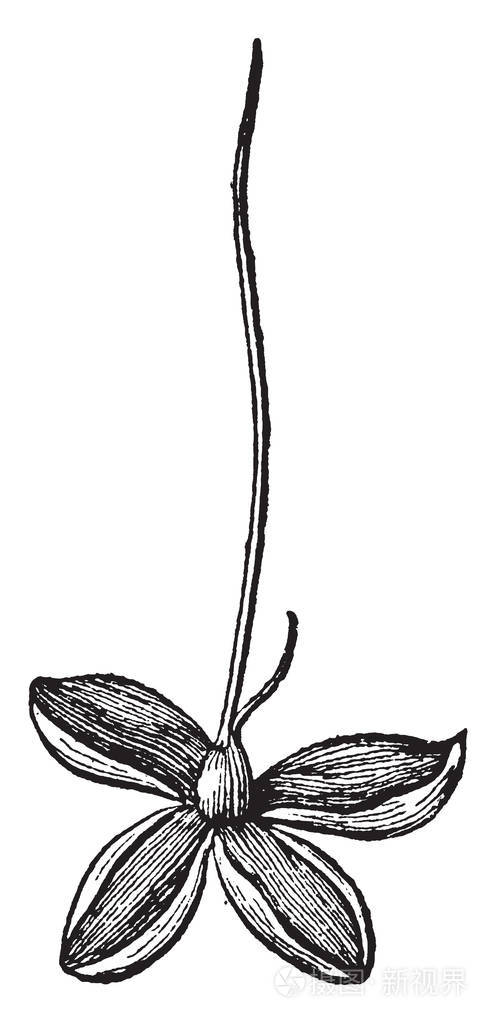 开放的奥萨奇橙色植物的一朵雌花的照片。 橙色是一种雌雄异株的植物，在各种植物中有雌雄花，复古线绘图或雕刻插图。