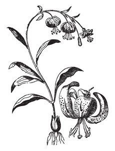 秘鲁的一种百合图片