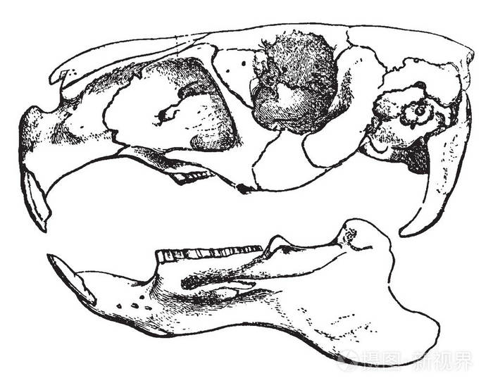 这幅插图代表了Capybara的老式线条绘制或雕刻插图。