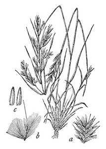 扫帚草又称鼠尾草，是一种多年生的乡土杂草，从扫帚草上的头上重新播种，老式的线条绘制或雕刻插图。