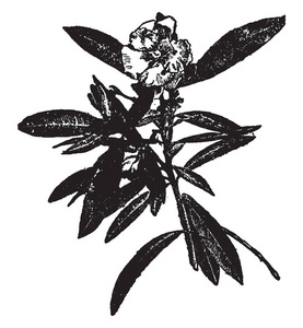 夹竹桃是一种常见而甜的香味夹竹桃。 它们有披针形的科里质叶，叶脉平行，花细玫瑰色。 前者是印度本土的复古线条绘制或雕刻插图。