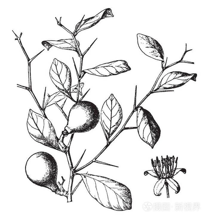 插画 白果是一种小而有刺的树.