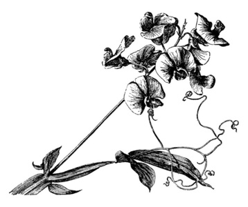 一张照片显示了永恒的豌豆，也被称为LathyrusLatifolius。 它属于豌豆科。 它原产于欧洲。 它的花是大的和粉红色的