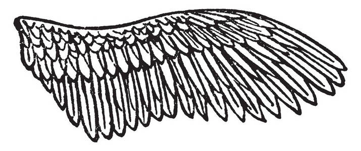 此插图表示红腿翼复古线绘图或雕刻插图。