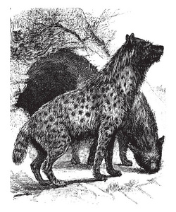 鬣狗是鬣狗科的任何重罪食肉动物，老式线条画或雕刻插图。