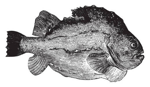 块状鱼重达六到七磅的复古线绘图或雕刻插图。