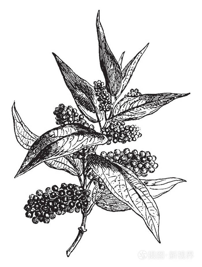 胡椒立方体或尾椒是一种胡椒属植物 因其果实和精油而栽培 立方体在中国古代被用作医药 复古线条绘制或雕刻插图 插画 正版商用图片13az24 摄图新视界 胡椒立方体或尾椒是一种胡椒属植物 因其果实和精油而栽培 立方体在中国古代被用作医药 复古线条绘制或雕刻插图 插画 正版商用图片13az24 摄图新视界