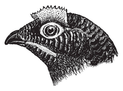 此图像表示Moorfowl头复古线绘图或雕刻插图。