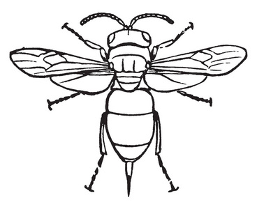 奇瑞西斯是一个非常大的杜鹃黄蜂属，复古线绘图或雕刻插图。