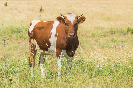 草地上白色斑点的褐色母牛