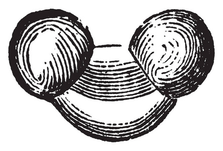 松花粉一张有三粒或三个细胞的松花粉的图片,结合复古线绘图或雕刻