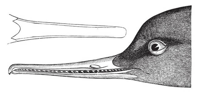 红色胸脯是潜水鸭之一的锯木复古线绘图或雕刻插图。
