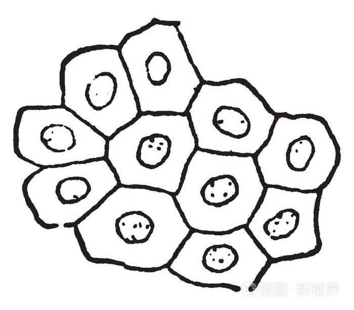 上皮是四种基本类型的动物组织复古线绘图或雕刻插图之一