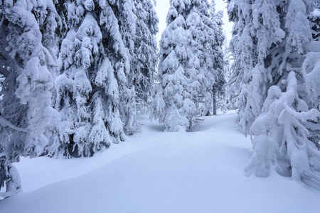 在覆盖着雪的草坪上，美丽的树木站着，在寒冷的冬天早晨，雪花纷飞。 美丽的冬天背景。 梦幻般的森林。 冬季纹理背景。