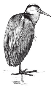 常见的鹭是大的板条彩色鸟类复古线绘图或雕刻插图。