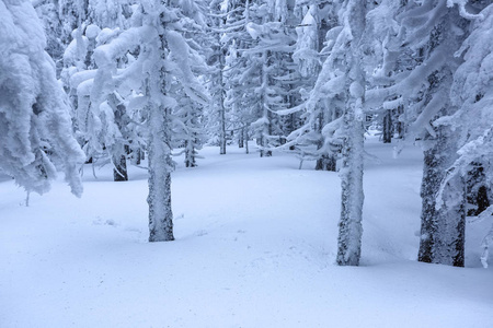 在覆盖着雪的草坪上，美丽的树木站着，在寒冷的冬天早晨，雪花纷飞。 美丽的冬天背景。 梦幻般的森林。 冬季纹理背景。
