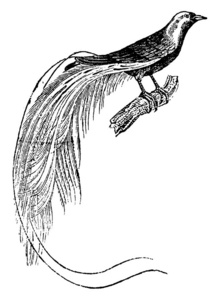 天堂鸟复古雕刻插图。 动物的自然历史1880年