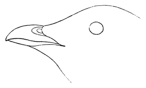 海鸽帐单，其中帐单很短，复古线绘图或雕刻插图。