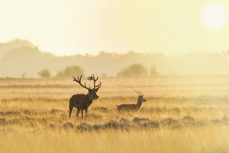 一群红鹿在季节的日落时辙叉和咆哮，在一片有山野和美丽日落的景观上