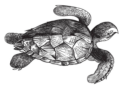 鹰嘴龟是唯一现存的物种，在埃雷托莫切利属，复古线绘图或雕刻插图。