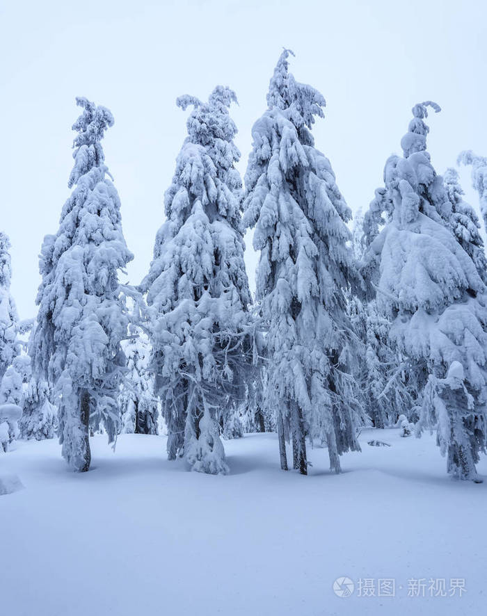 最美的雪景树图片图片