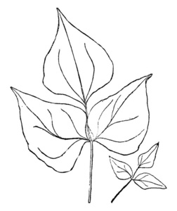 一幅显示多利科斯叶子的图像。 叶子有宽的鸡蛋形状和皱纹的复古线绘图或雕刻插图。
