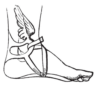 塔拉里亚小翅膀固定在水银的脚踝上。 在许多古代艺术作品中，他们被描绘成他们从脚踝上生长出来，就像他们身体框架复古线条绘画或雕
