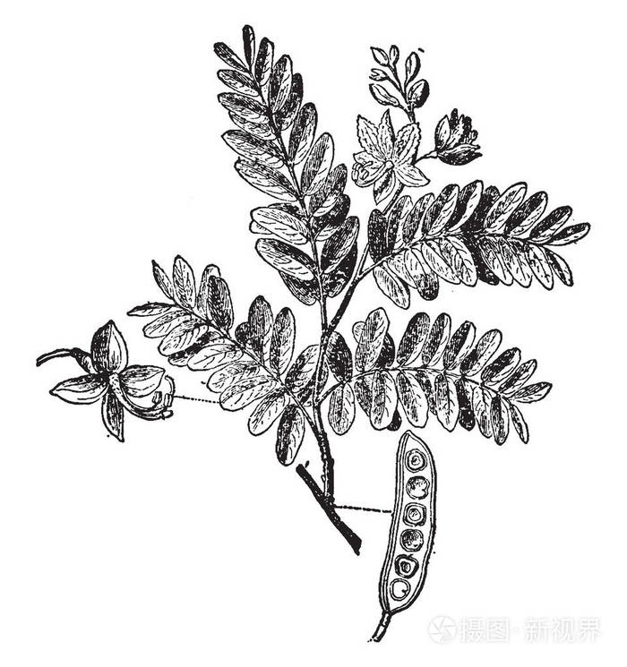 插画-正版商用图片13b135-摄图新视界
