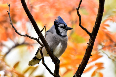 秋天，一个五颜六色的蓝色杰伊栖息在罗旺树上的特写图像。